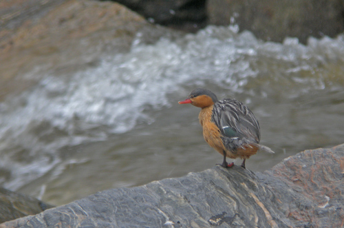 Torrent Duck (female) - Loreta Road