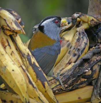 Toucan Barbet - Nr Bella Vista