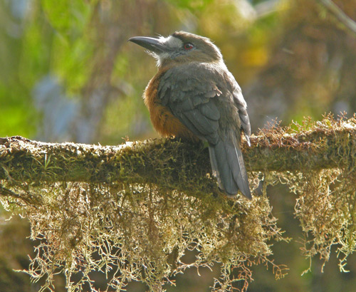 White-faced Nunbird - Paz de las Aves