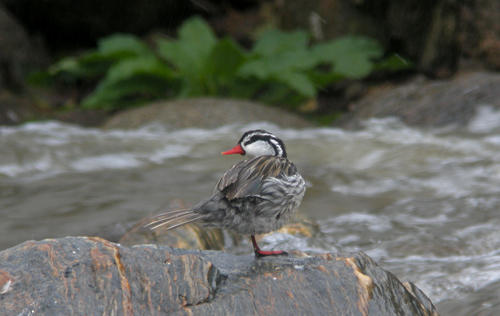 Torrent Duck (male) - Guango Lodge