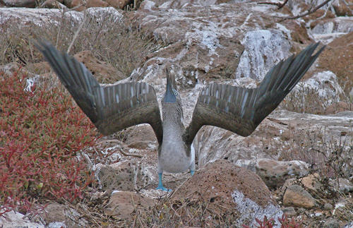 Blue-footed Booby - North Seymour Island