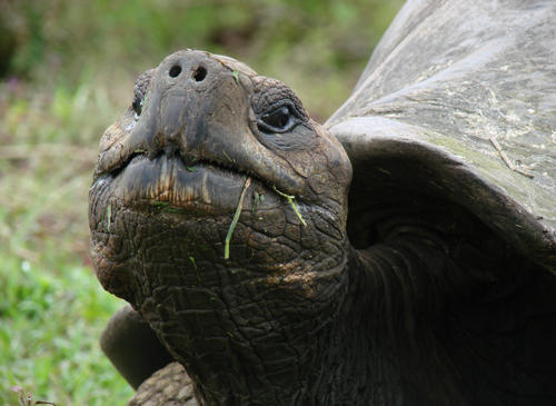 Giant Tortoise - Primicias Ranch