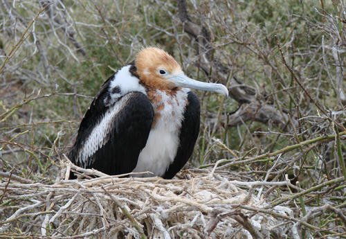 Great Frigatebird - North Seymour Island