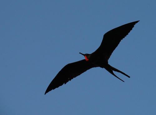 Magnificent Frigatebird - at sea