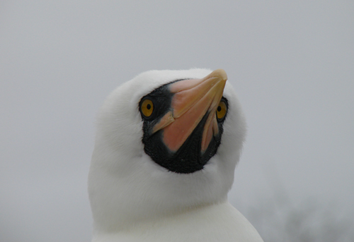 Nazca Booby - Espanola Island