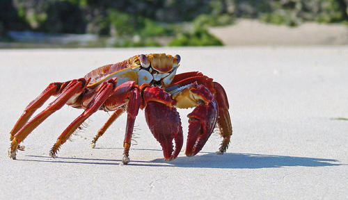 Sally Lightfoot Crab - Santa Cruz Island