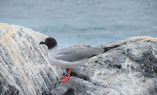 Swallow-tailed Gull.jpg