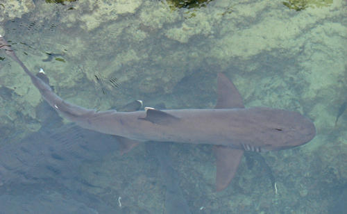 White-tipped Reef Shark - Isabella Island