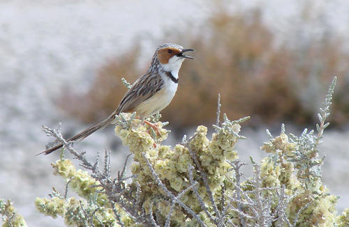 Rufous-eared Warbler - Near Okaukuejo