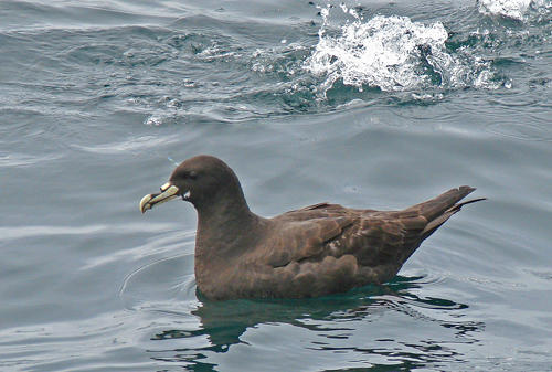 White-chinned Petrel - Off Walvis Bay