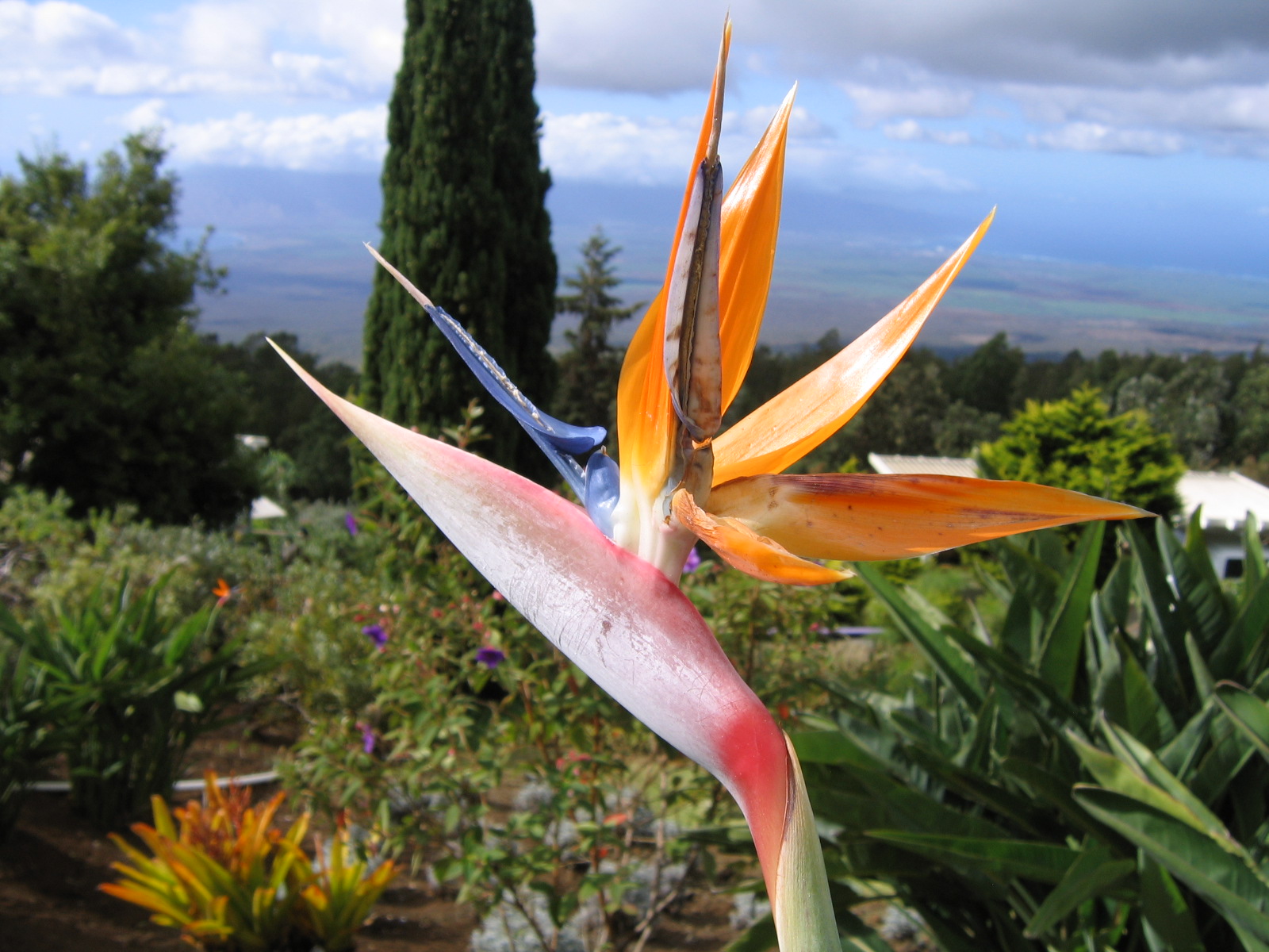 Bird of paradise