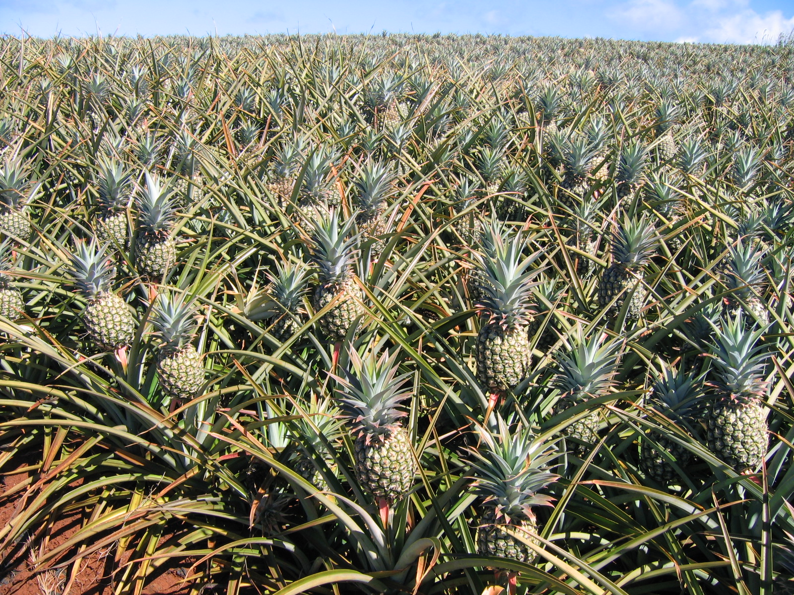 Pineapple field