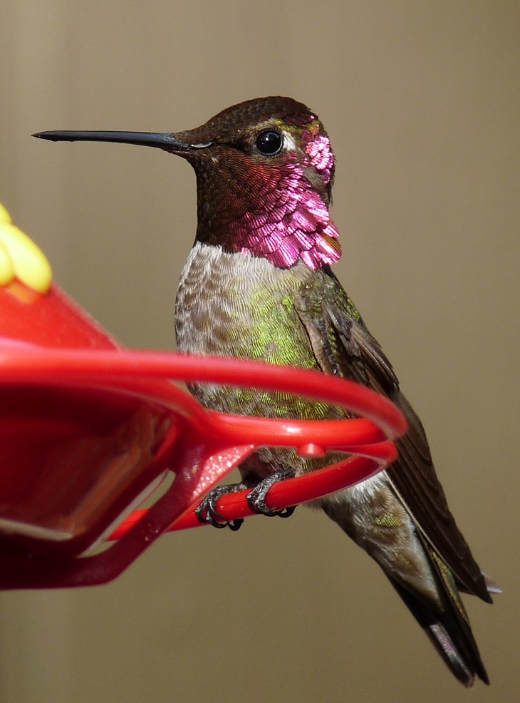 Male Annas Hummingbird