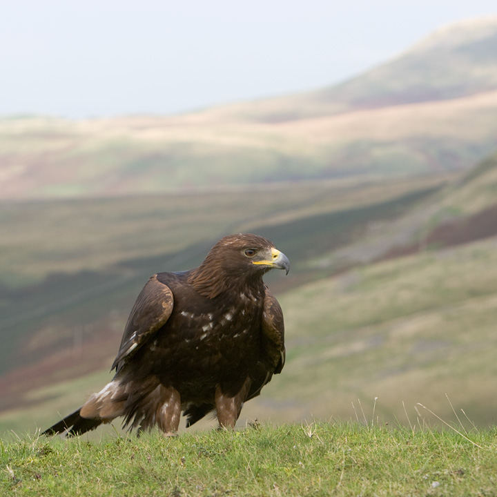 Golden Eagle I