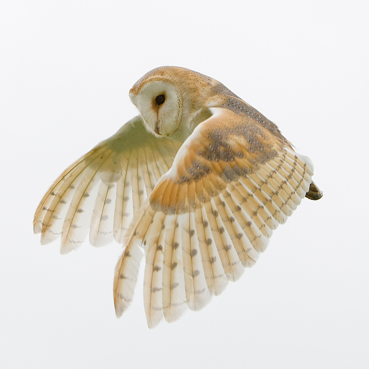 Sept 14 - Barn Owl flight II