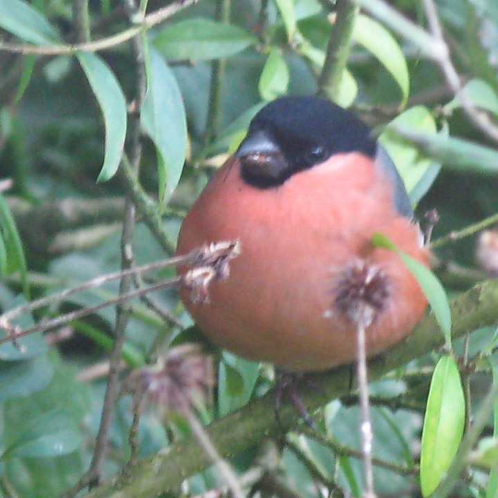 Nov 3 - Bullfinch