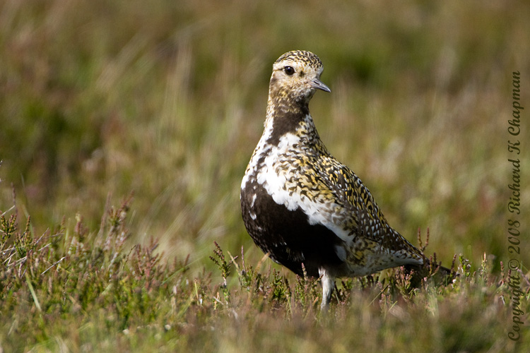 Golden Plover