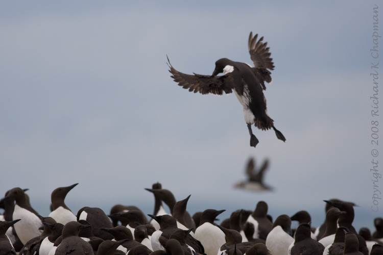 Guillemot landing