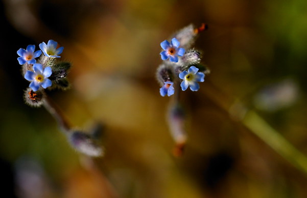 Miniblomma