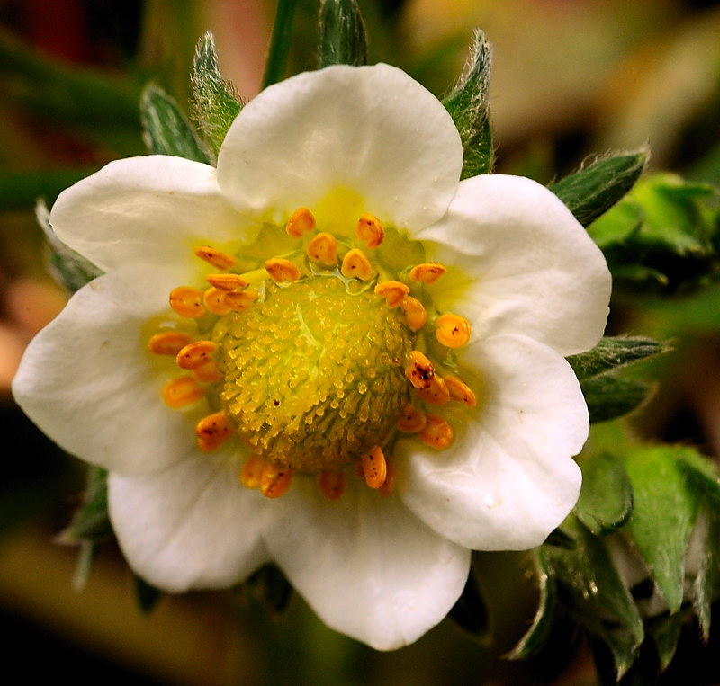 Jordgubbsblomma