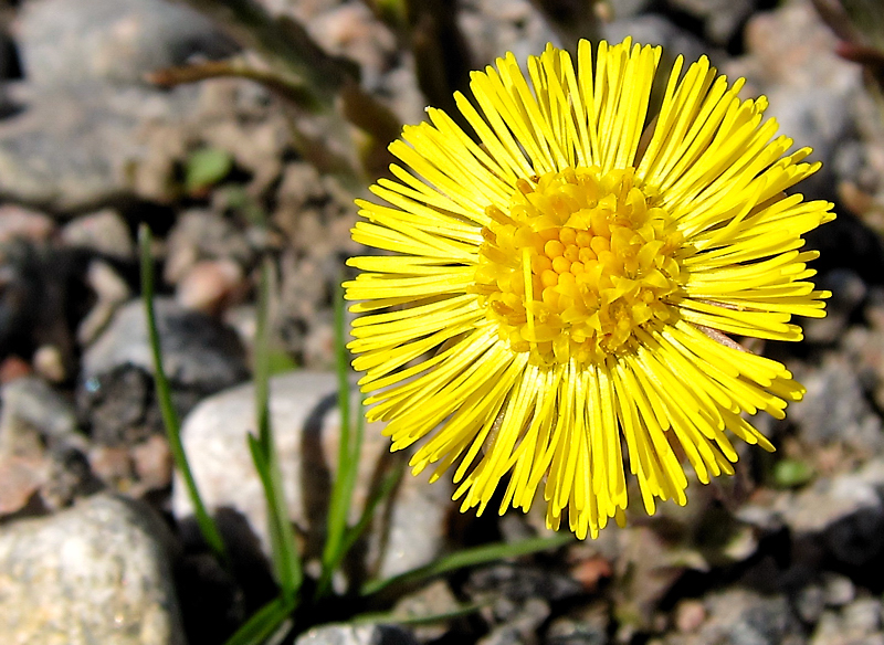 A small sun