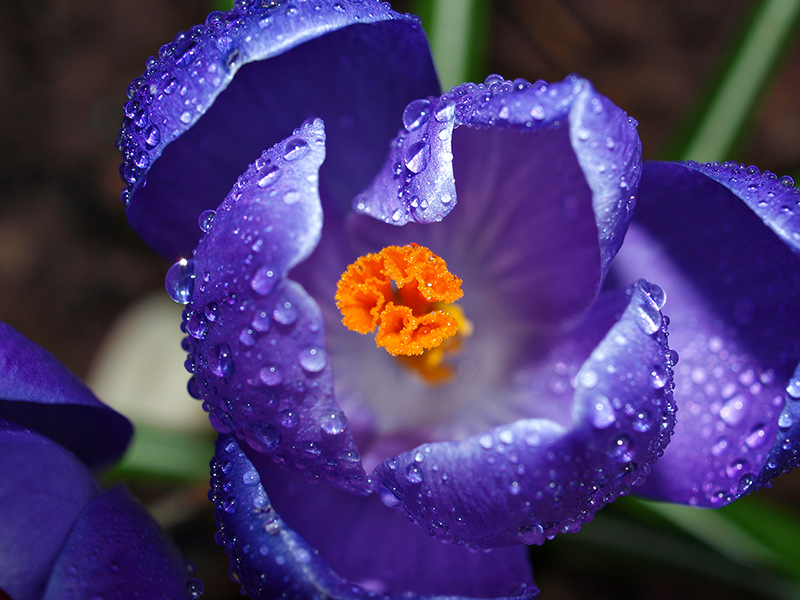 Purple Crocus & Raindrops