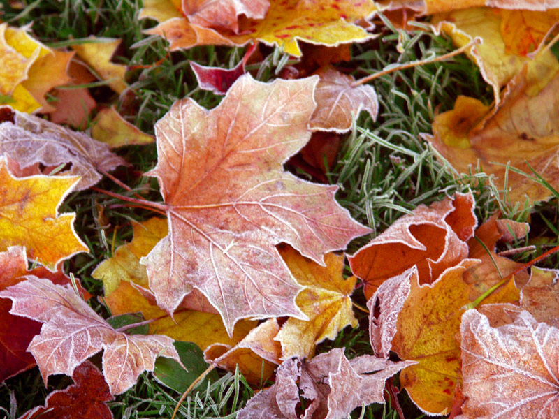 Autumn Leaves