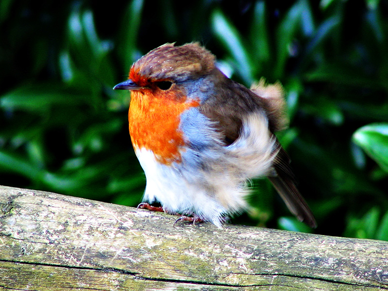 Robin at Nothe Gardens