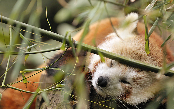 Sleeping Red Panda