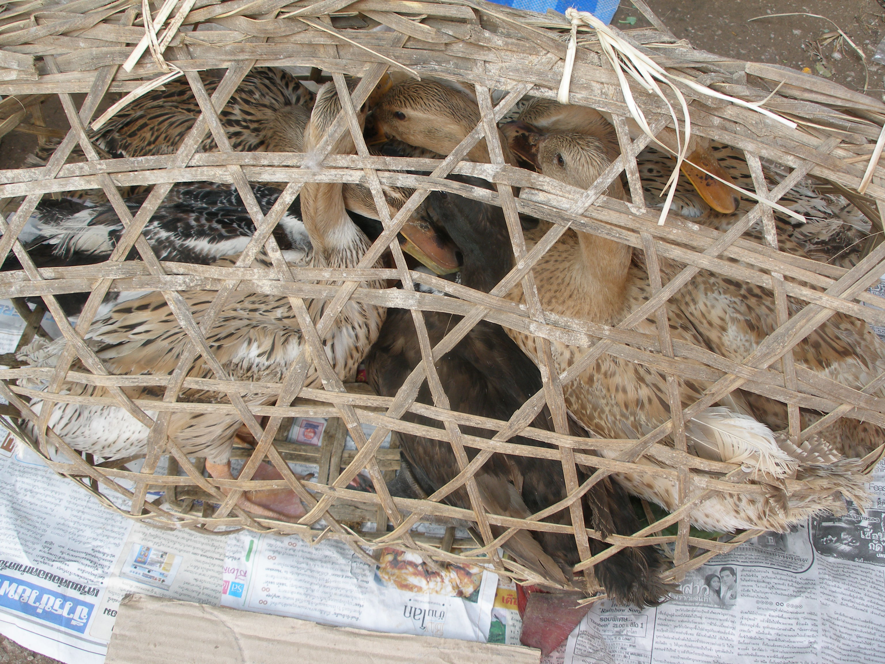 Ducks, Sainyabuli market
