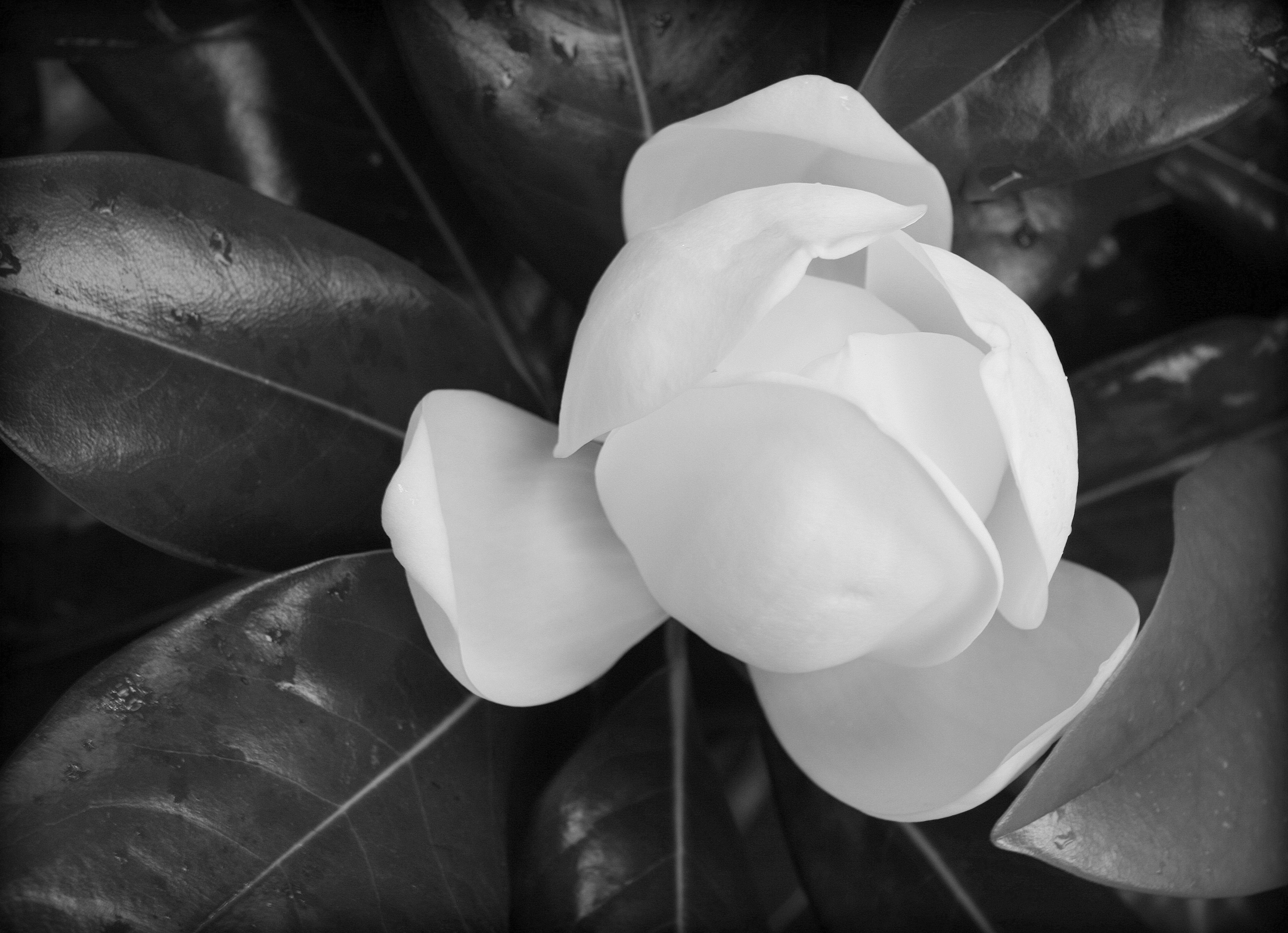 Magnolia