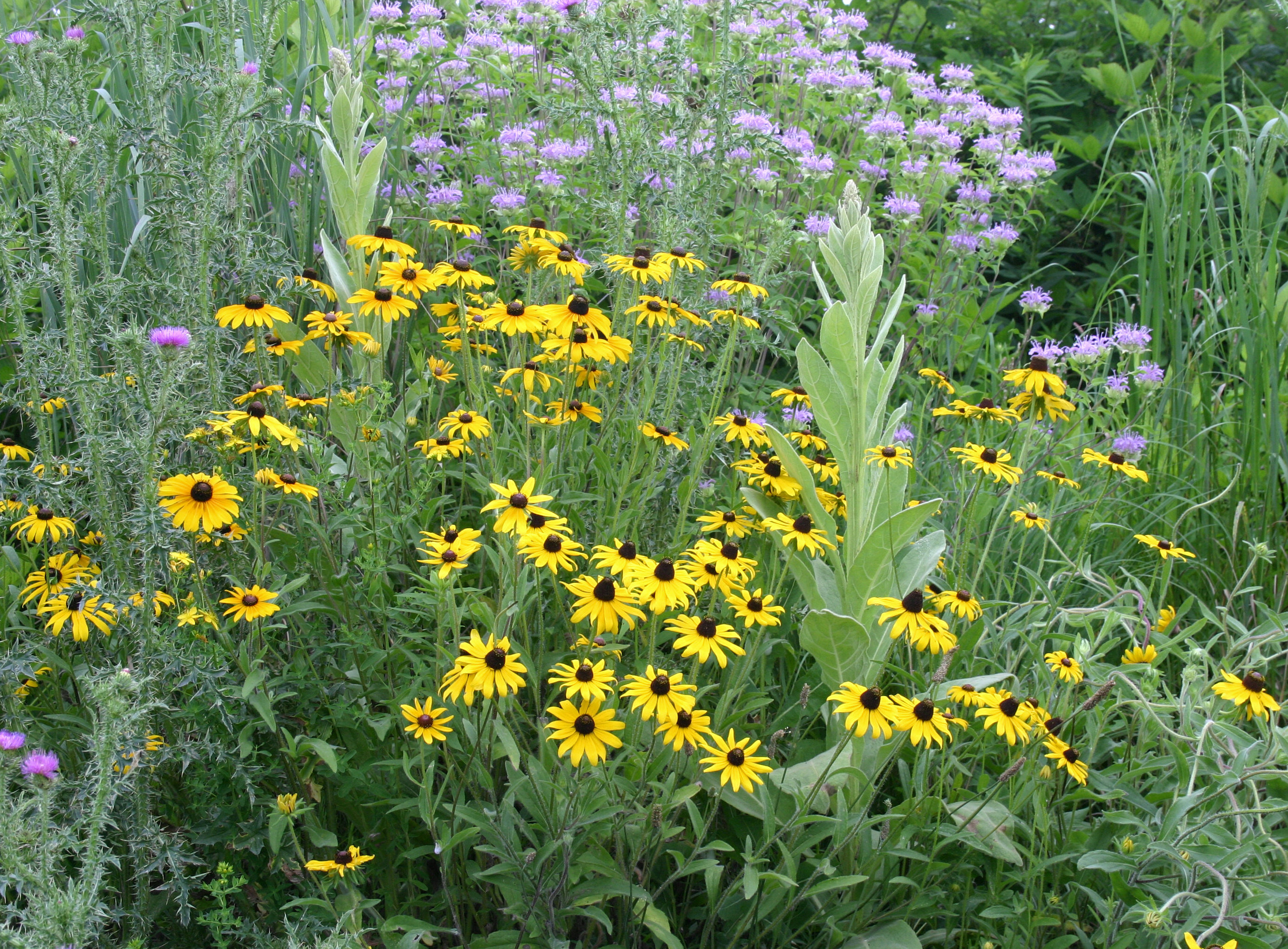 Meadow flowers.