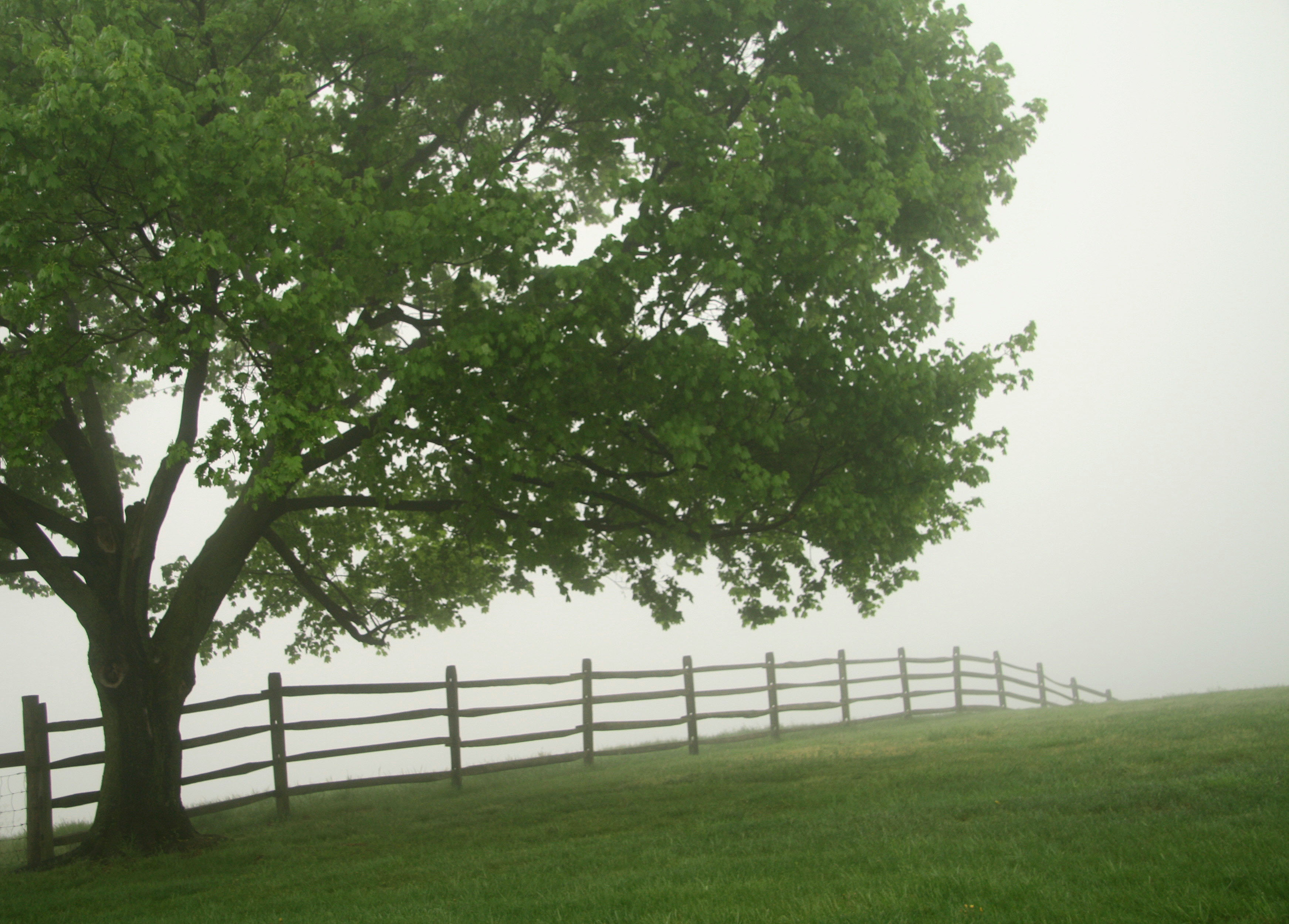 Sky Meadows