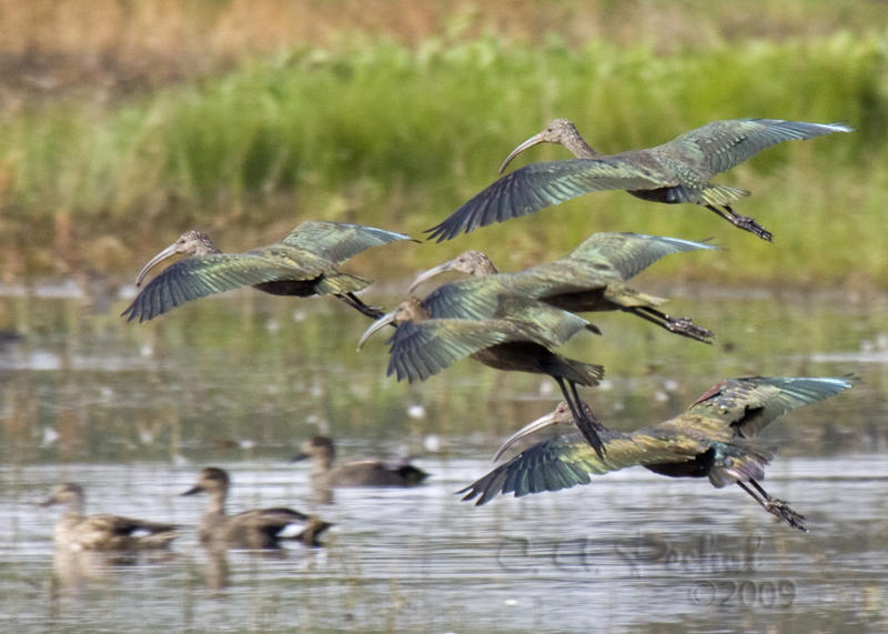 Ibis Flock