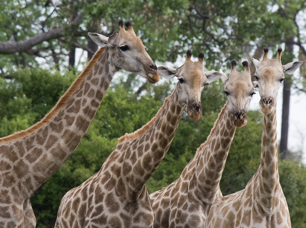Tower of female giraffes