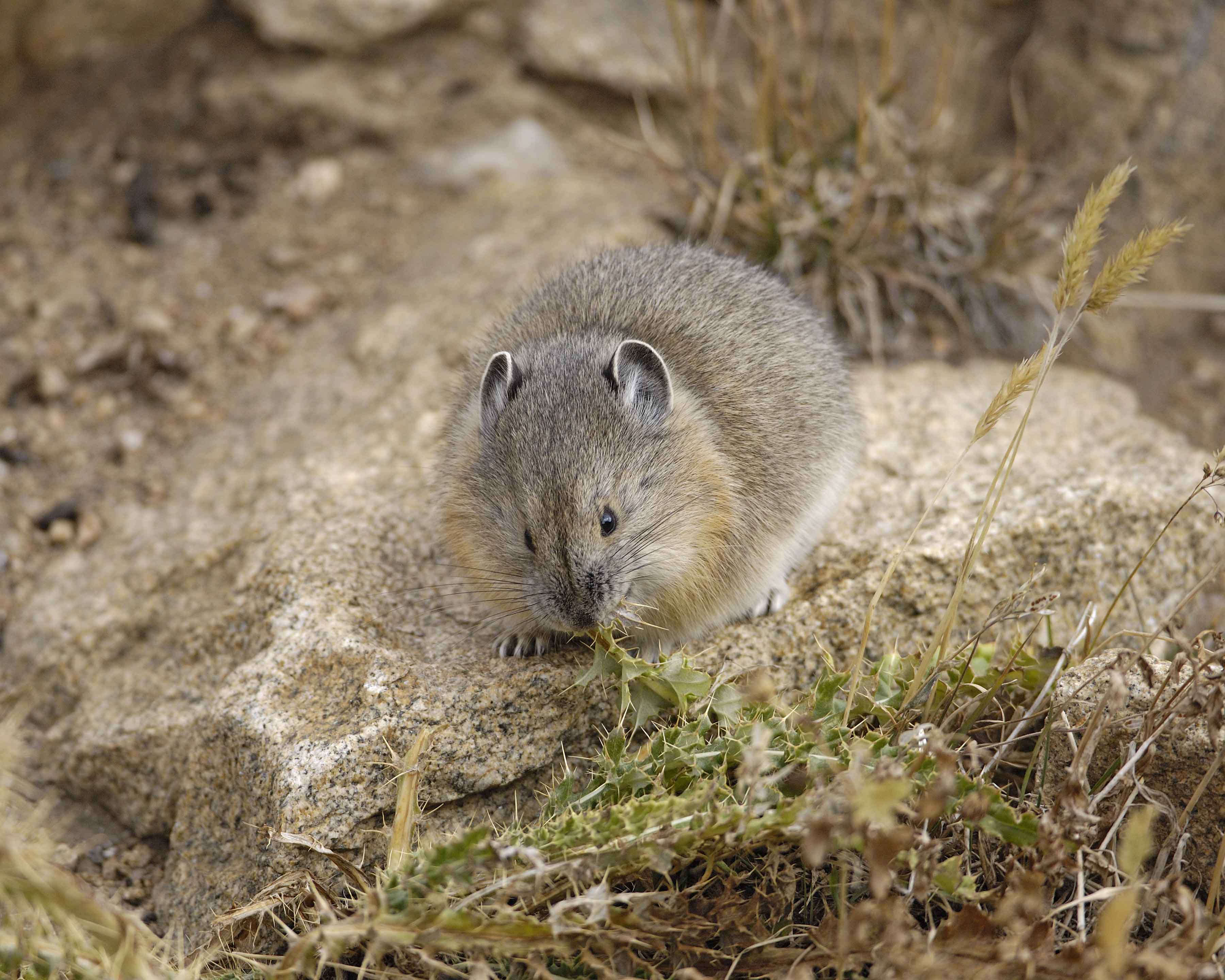 Pika, eating Thistle-101008-Trail Ridge Road, RMNP-#0502.jpg