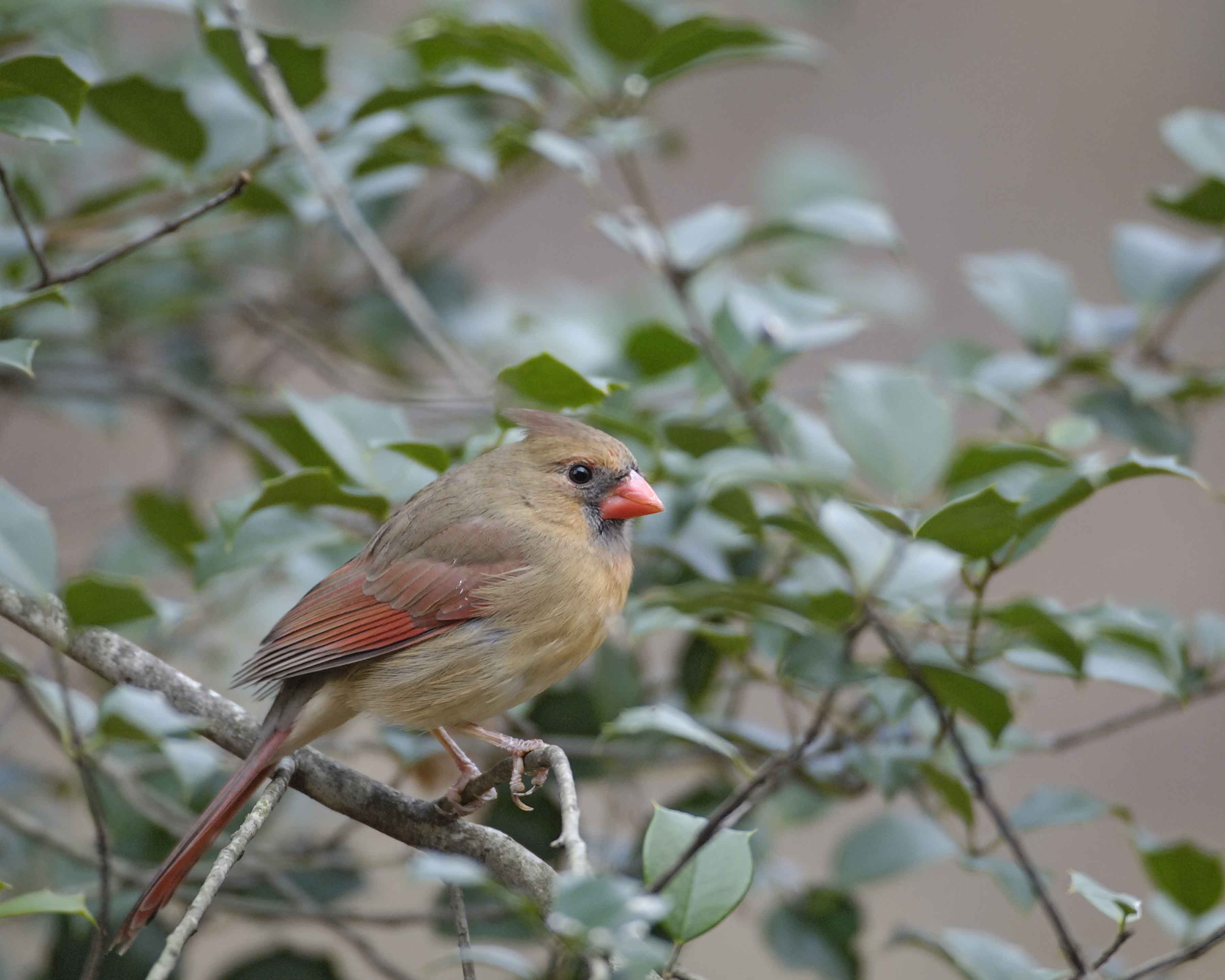 Cardinal, Northern, Female-112808-Oakton, VA-#0010.jpg