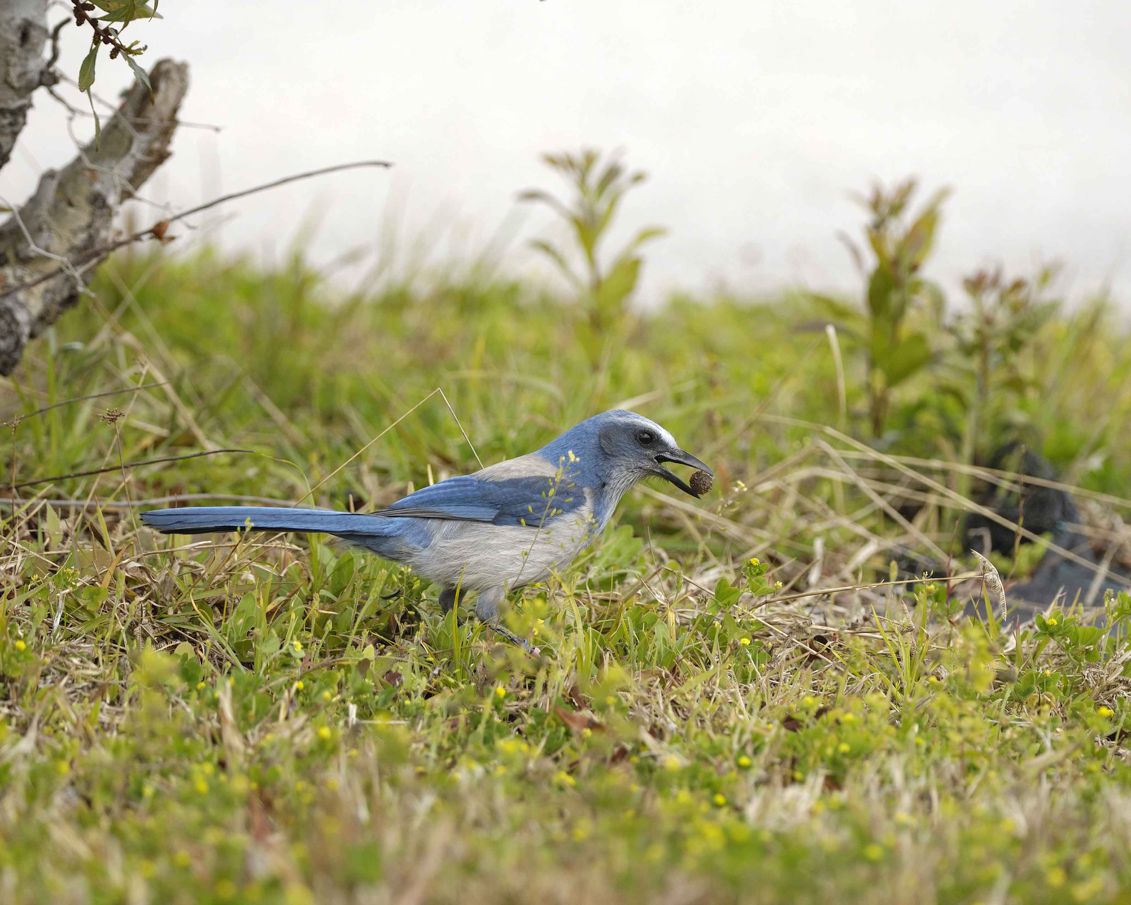 Jay, Florida Scrub-031010-Playalinda Beach Drive, Merritt Island NWR, FL-#1271.jpg