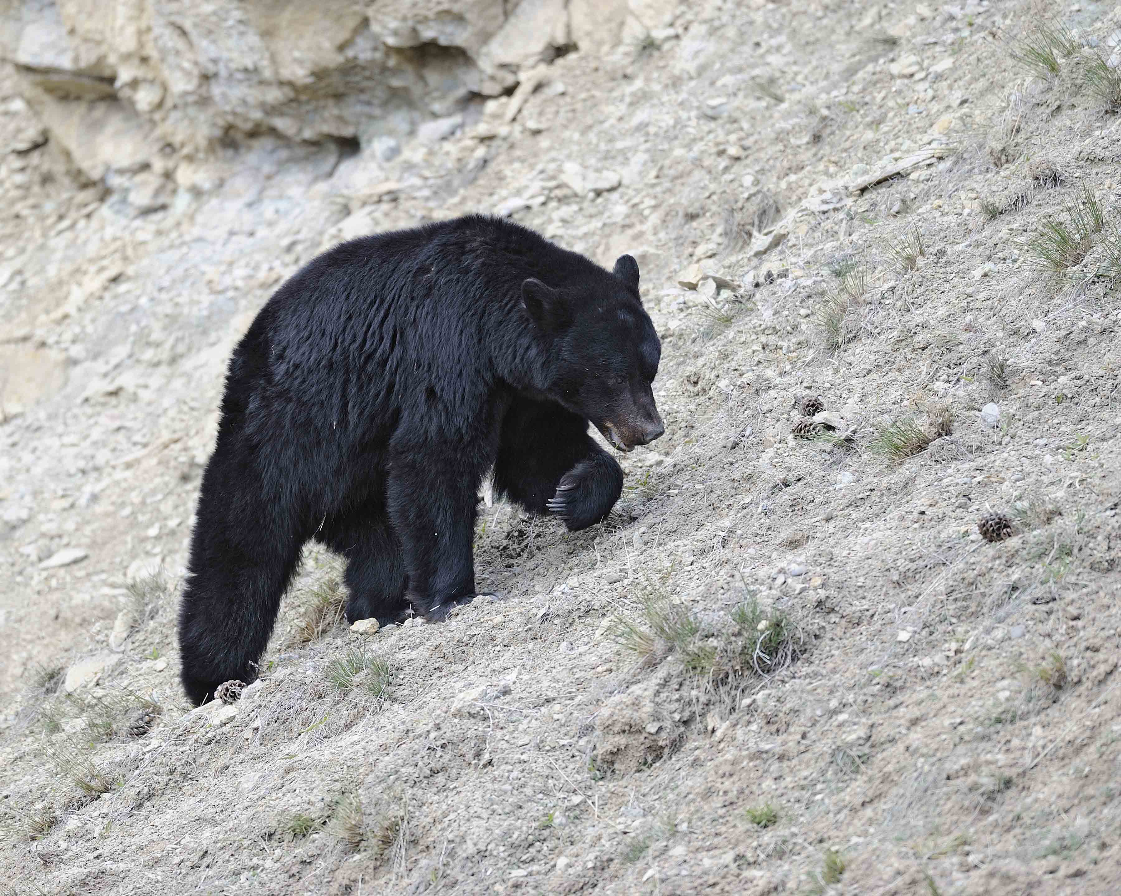 Bear, Black-043011-Yellowstone River, Tower Junction, Yellowstone Natl Park-#0328.jpg