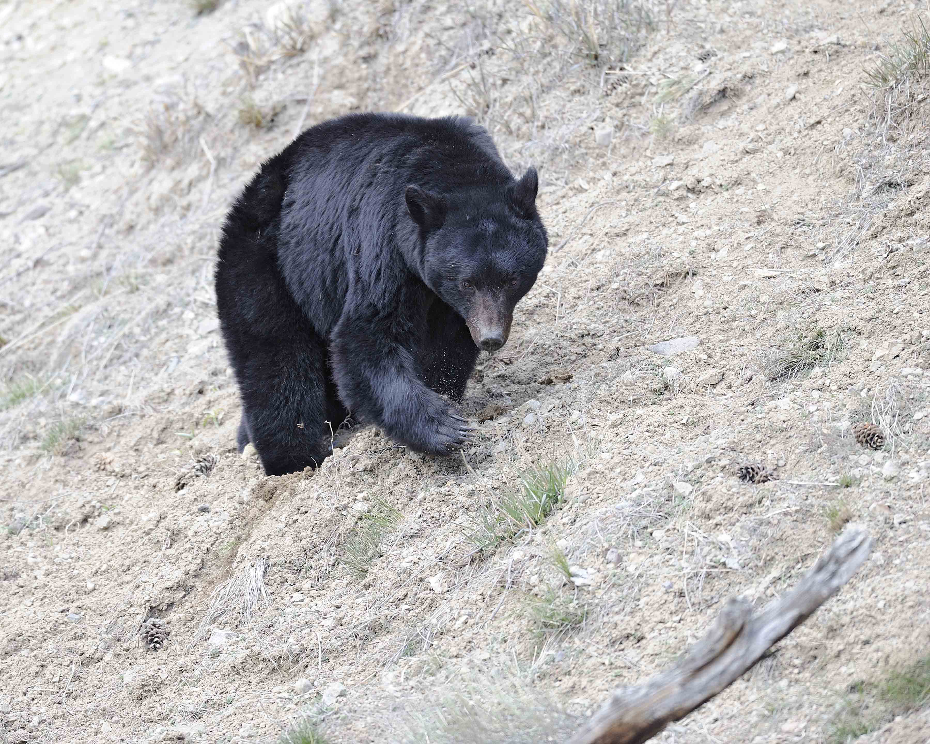 Bear, Black-043011-Yellowstone River, Tower Junction, Yellowstone Natl Park-#0382.jpg