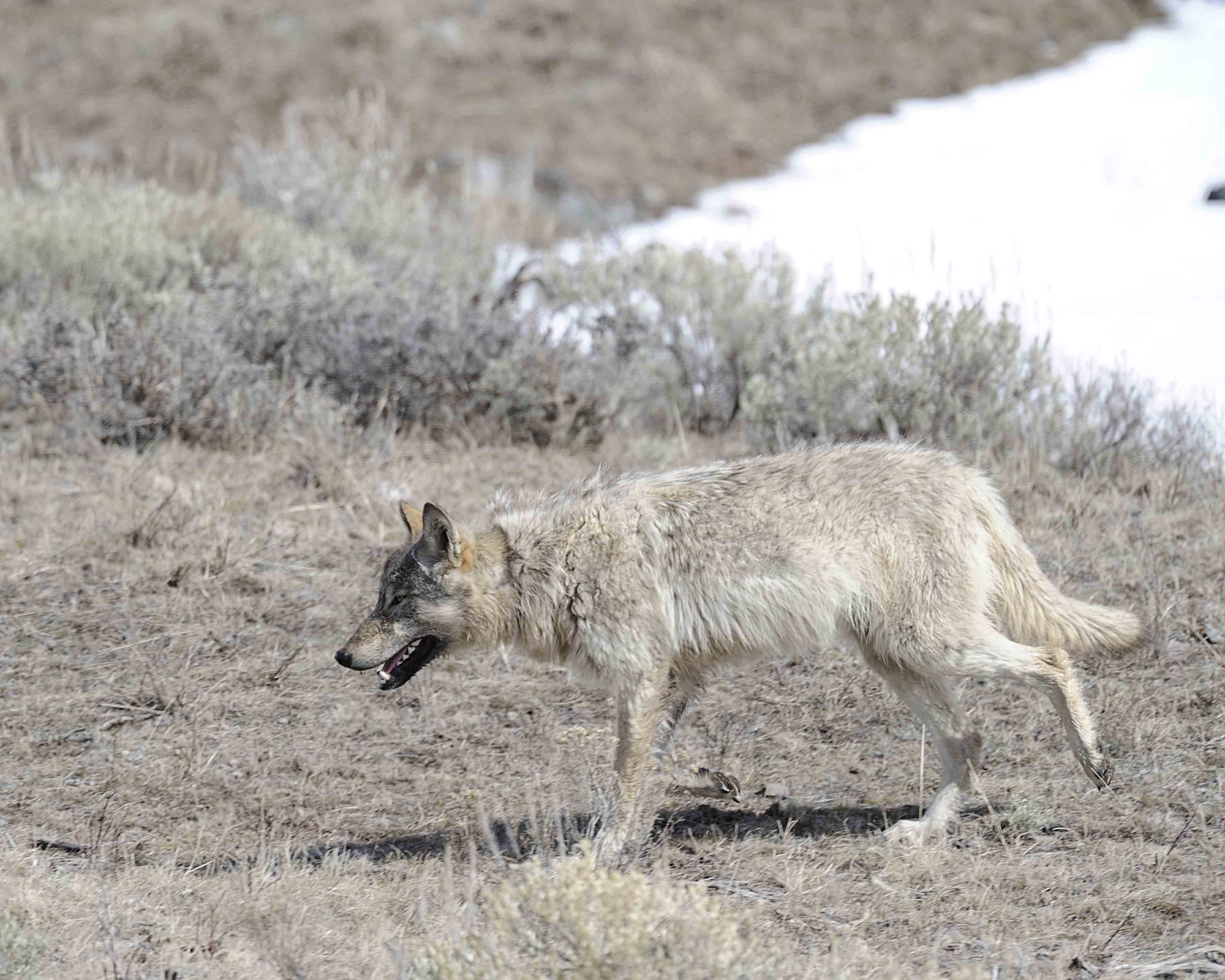 Wolf, Gray, 776, Lamar Canyon Pack-050111-Lamar Valley, Hitching Post, Yellowstone Natl Park-#0702.jpg