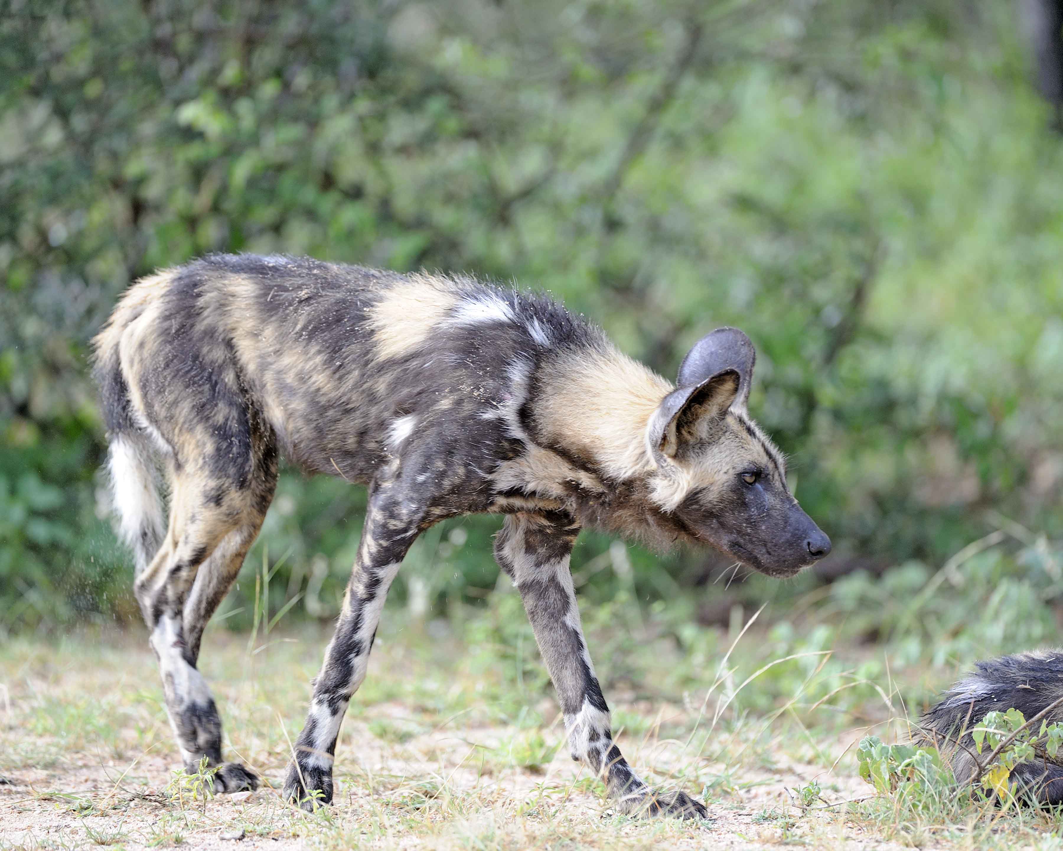 Dog, African Wild-010113-Kruger National Park, South Africa-#1990.jpg