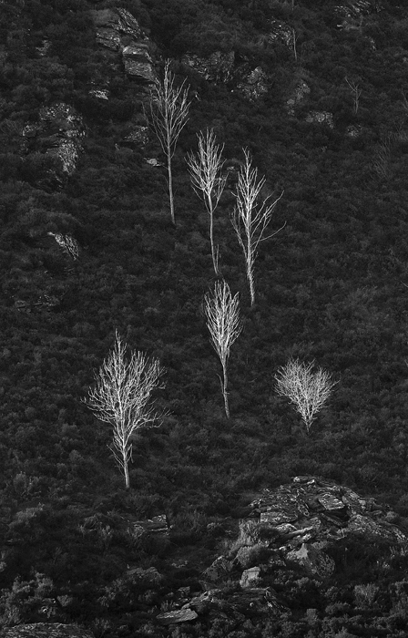 Trees on a Hillside_DSC8200.jpg