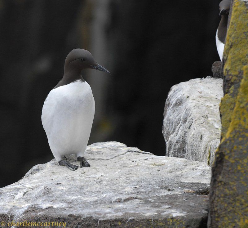 Guillemot_DSC_7378.jpg
