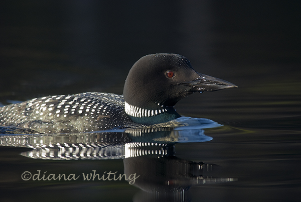 Loon 8
