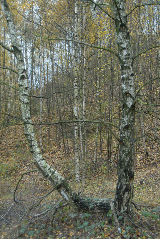 Pinchonvalles08_059.JPG