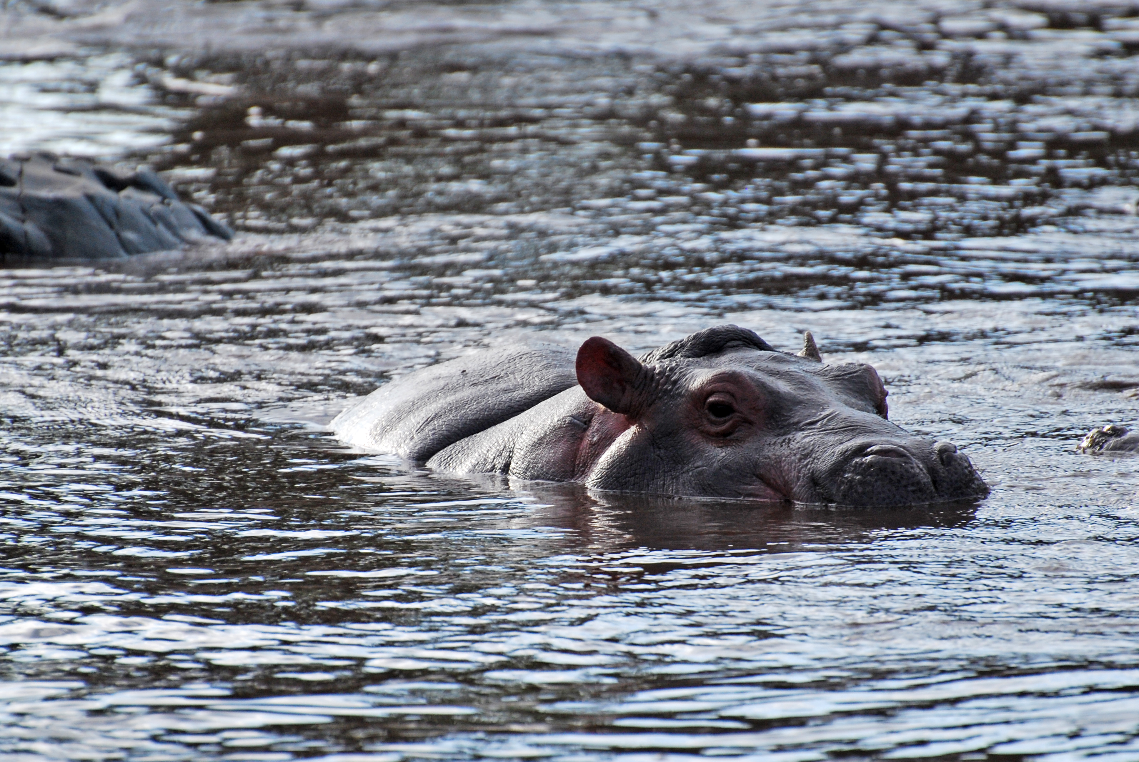 Hippo at the hippo pool