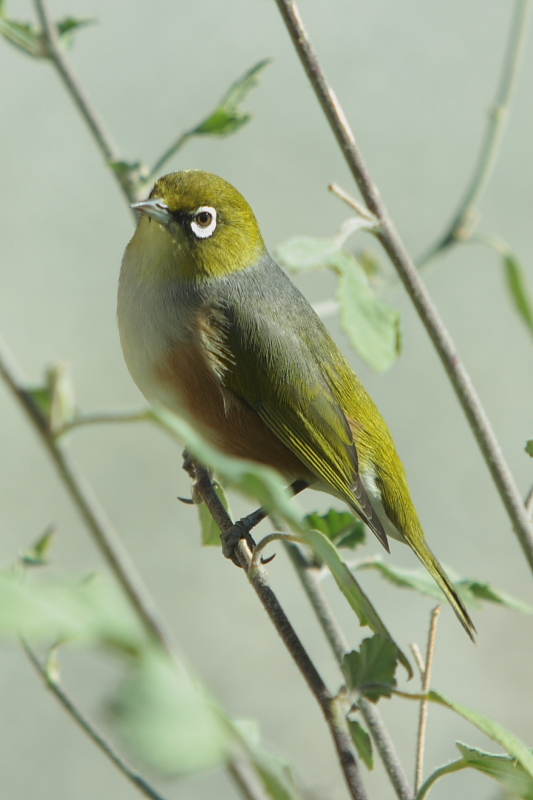 Locals call this a Waxeye     New Zealand