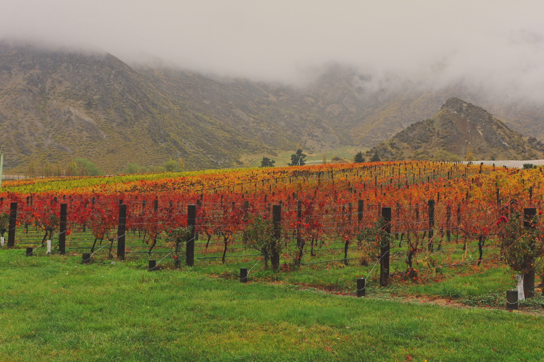 Grapes in the Lindis Valley - NE of Wanaka.JPG