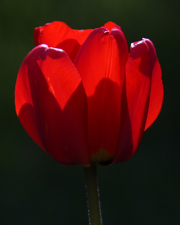First of the tulips this year at the Oberland